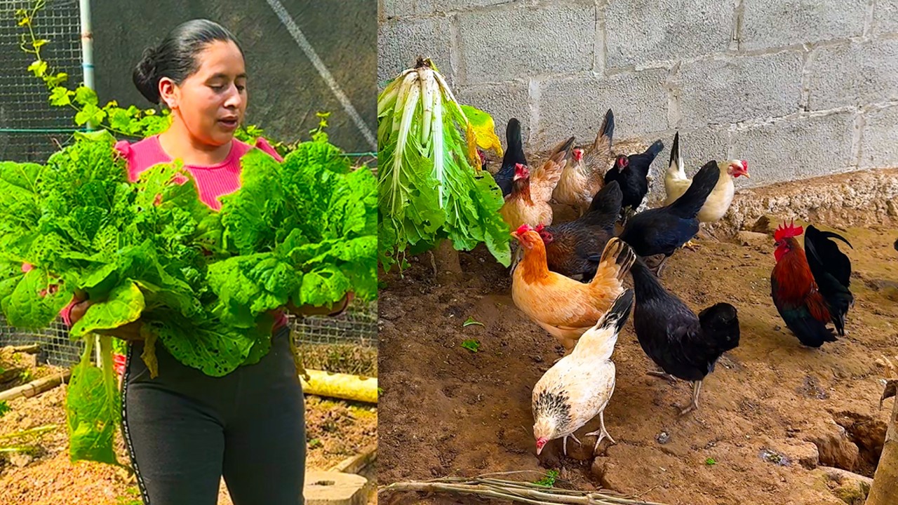 Con estas VERDURAS mis GALLINAS ponen HUEVOS sin parar | Doña Viky | Viky Aventura
