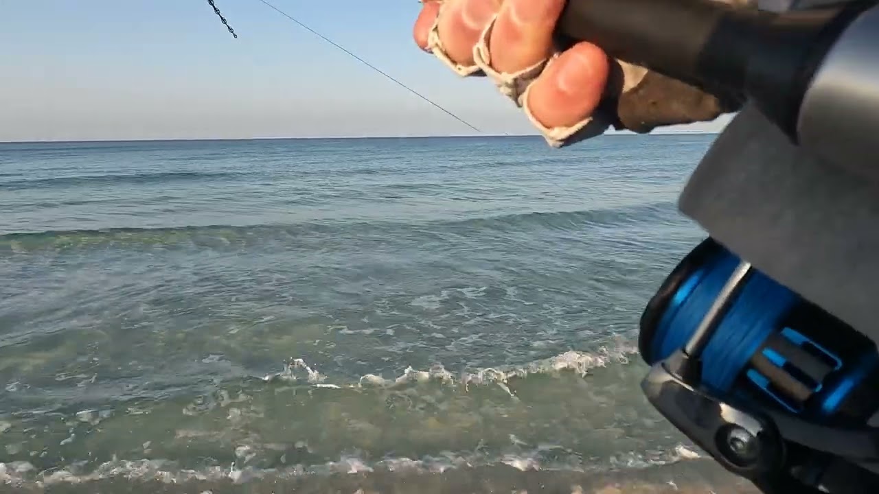 Jack Crevalle in the Surf at Seagrove Beach, Floriday
