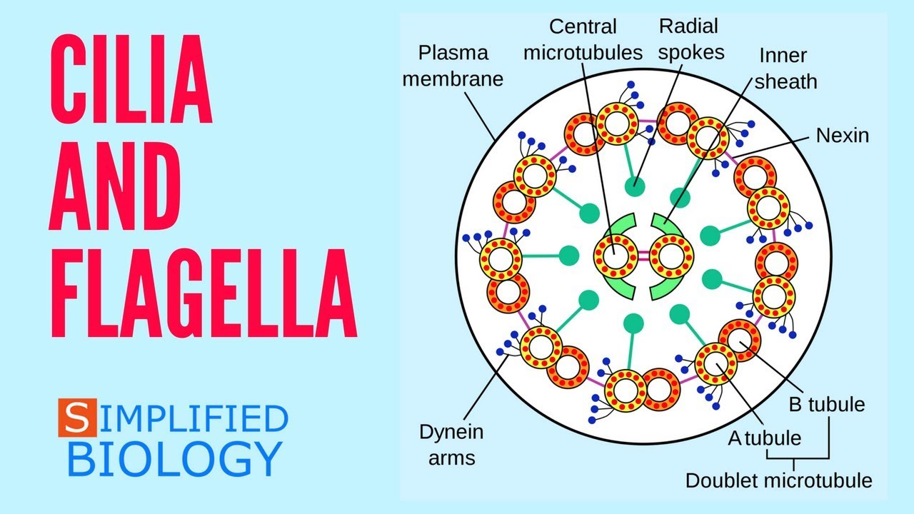 CILIA AND FLAGELLA for NEET, AIIMS, AIPMT, MCAT, JIPMER, PREMED