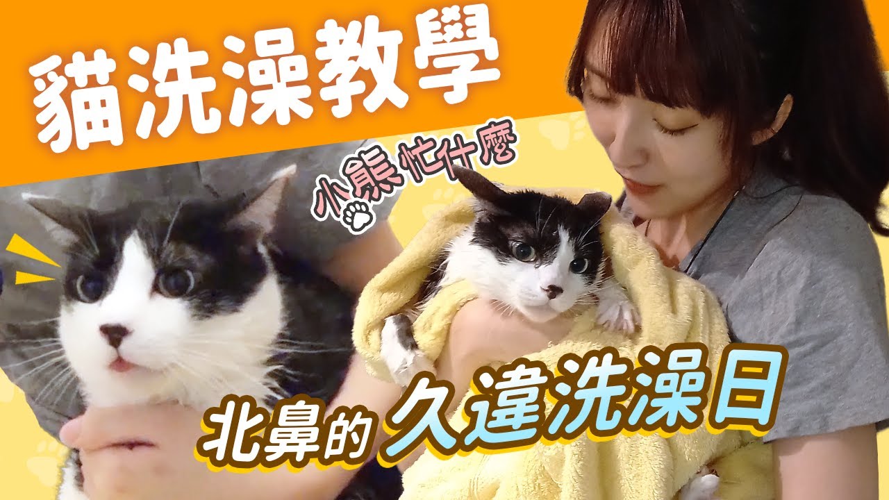 【小熊】貓洗澡教學| 聲音爆萌、北鼻久違洗澡日|洗貓忙什麼