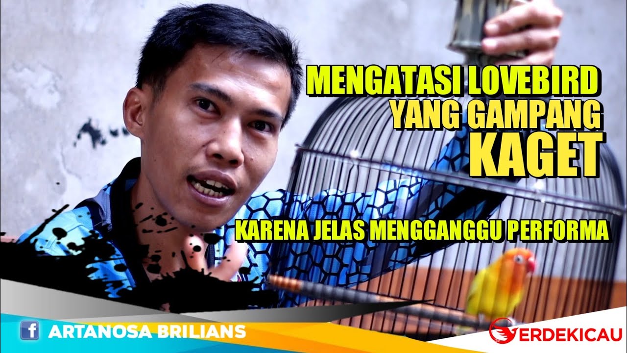 MENGATASI LOVEBIRD YANG GAMPANG KAGET