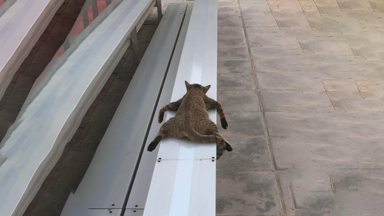 Try Not To Laugh 🤣 New Funny Cats Video 😹  Part 21