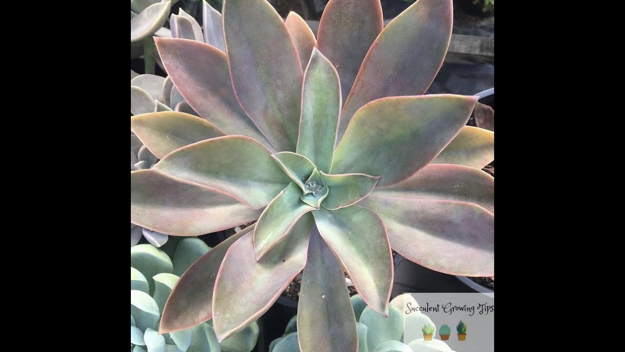 Graptoveria Fred Ives & Fred Ives Cristata Quick Overview & Care Tips