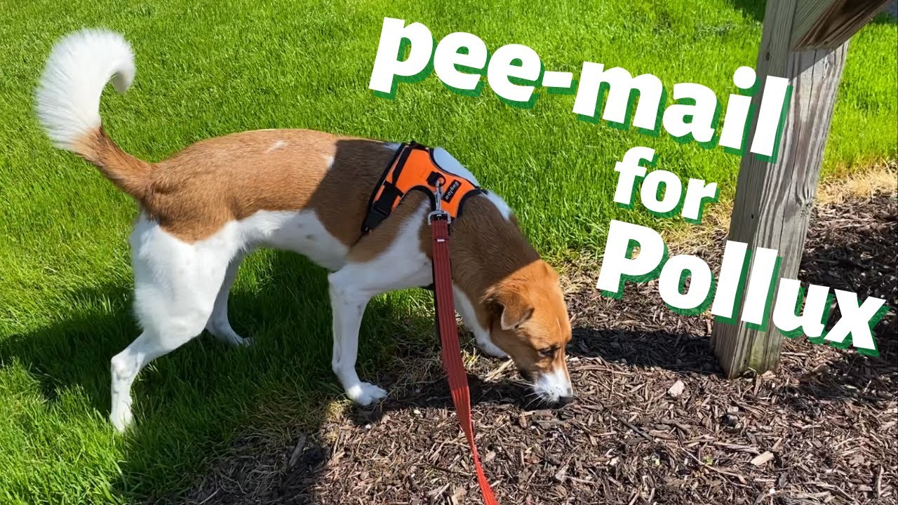 POLLUX & MAXXIE CHECK THEIR PEE-MAIL 🐾