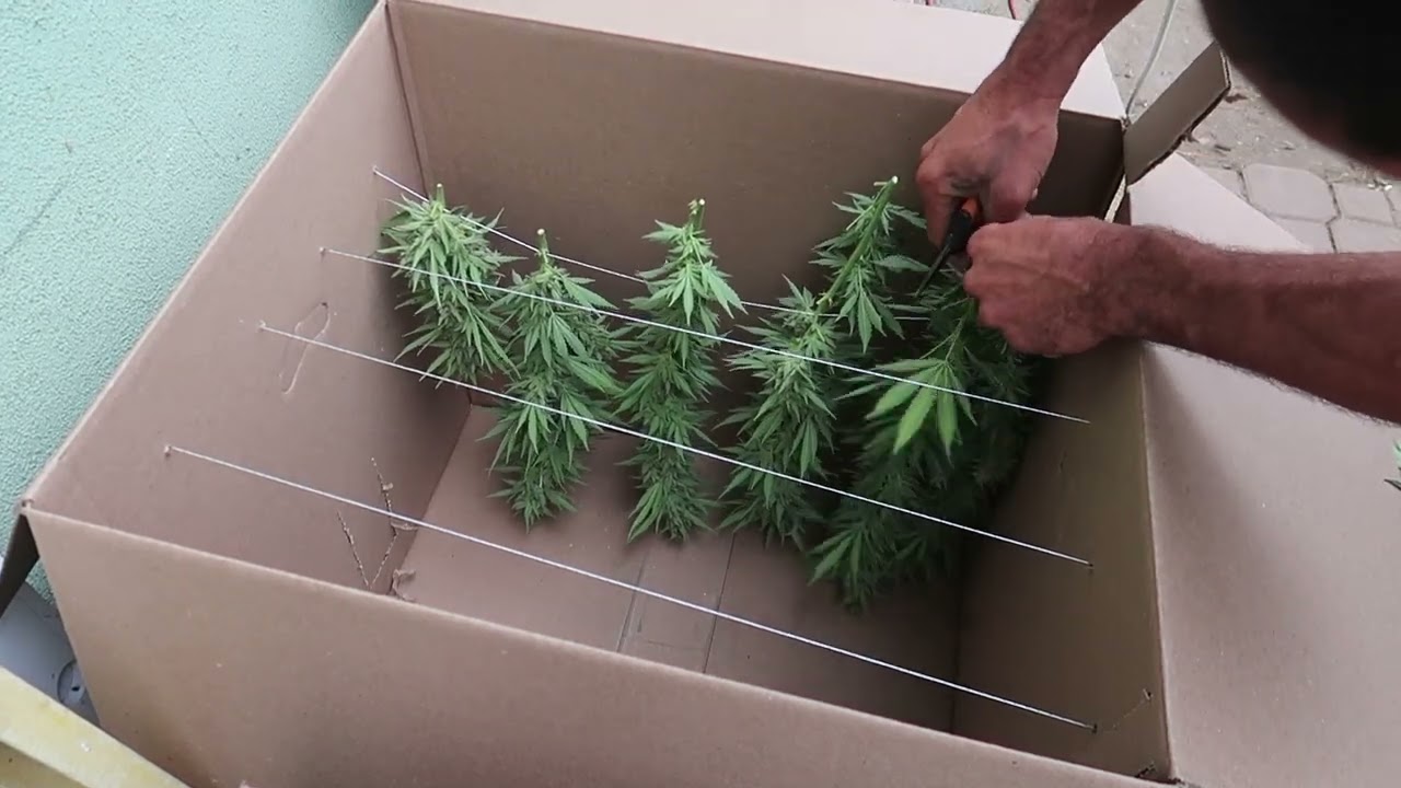 2022 Outdoor organic grow! Sour cherry glue harvest
