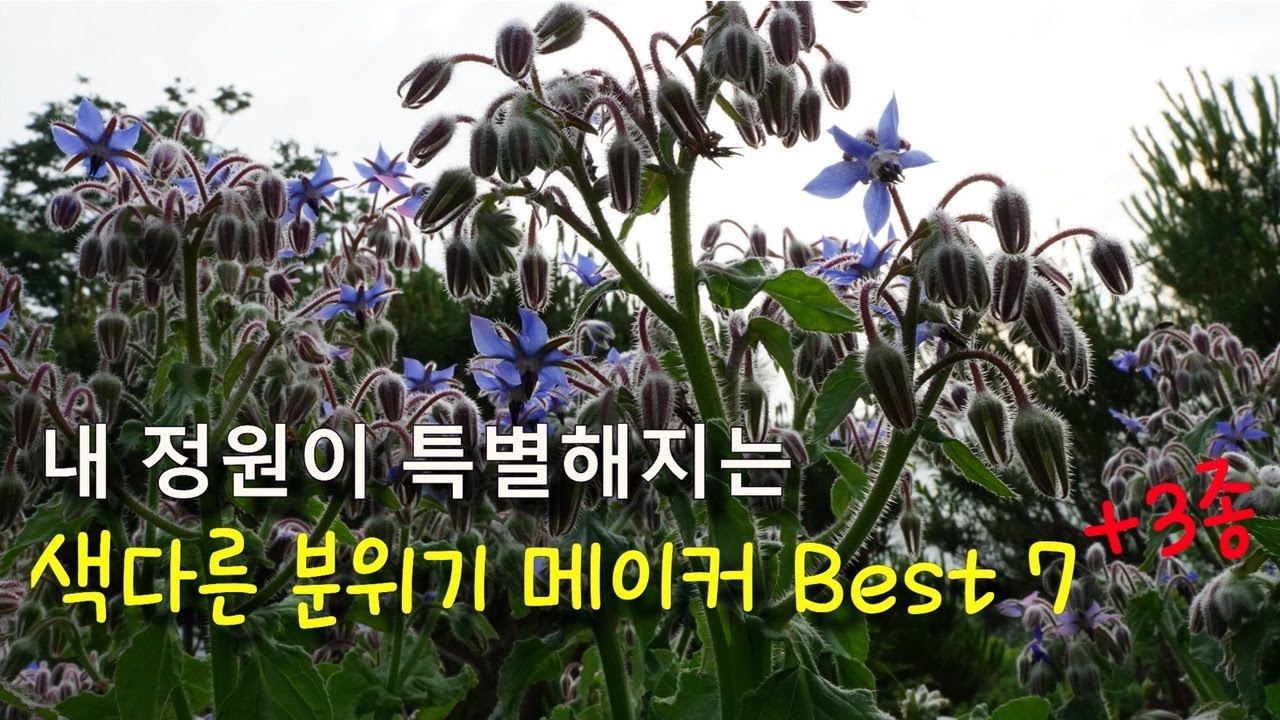 2026 가드닝 추천/내 정원의 분위기를 특별하게 만들어 주는 꽃 Best 7종+3종/7+3 Best Flowers to Make Your Garden Special/