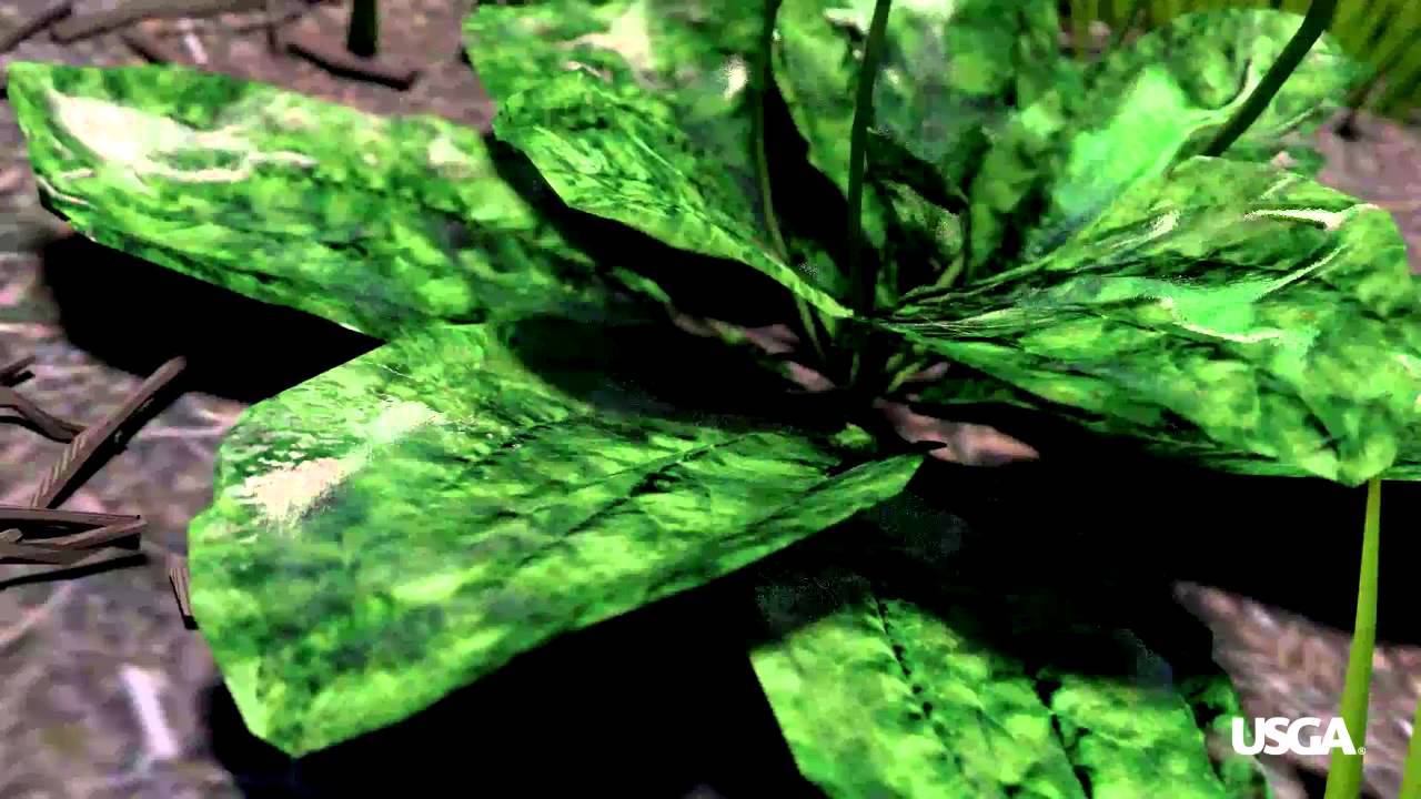 The Importance of Using Adjuvants