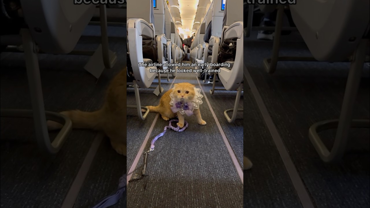 My cat is the most well-behaved passenger on the airplane #shorts #cat #catshorts #airplane #travel