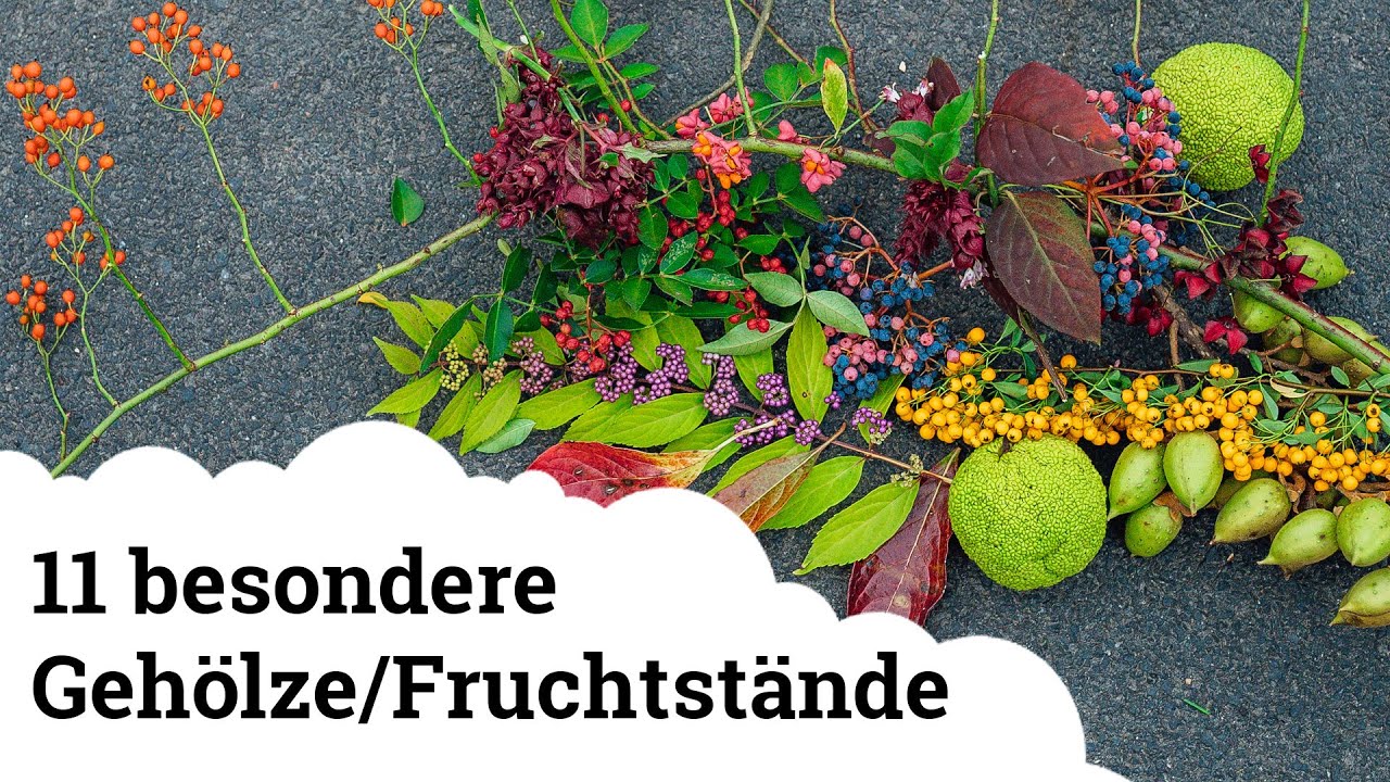 Besondere B&auml;ume und Str&auml;ucher mit interessanten Fruchtst&auml;nden/Fr&uuml;chte!