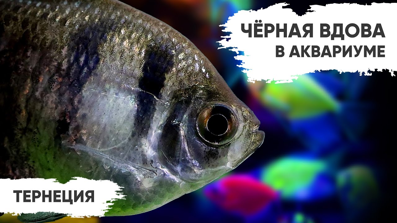 Чёрная вдова в аквариуме – Тернеции. Разновидности и их содержание