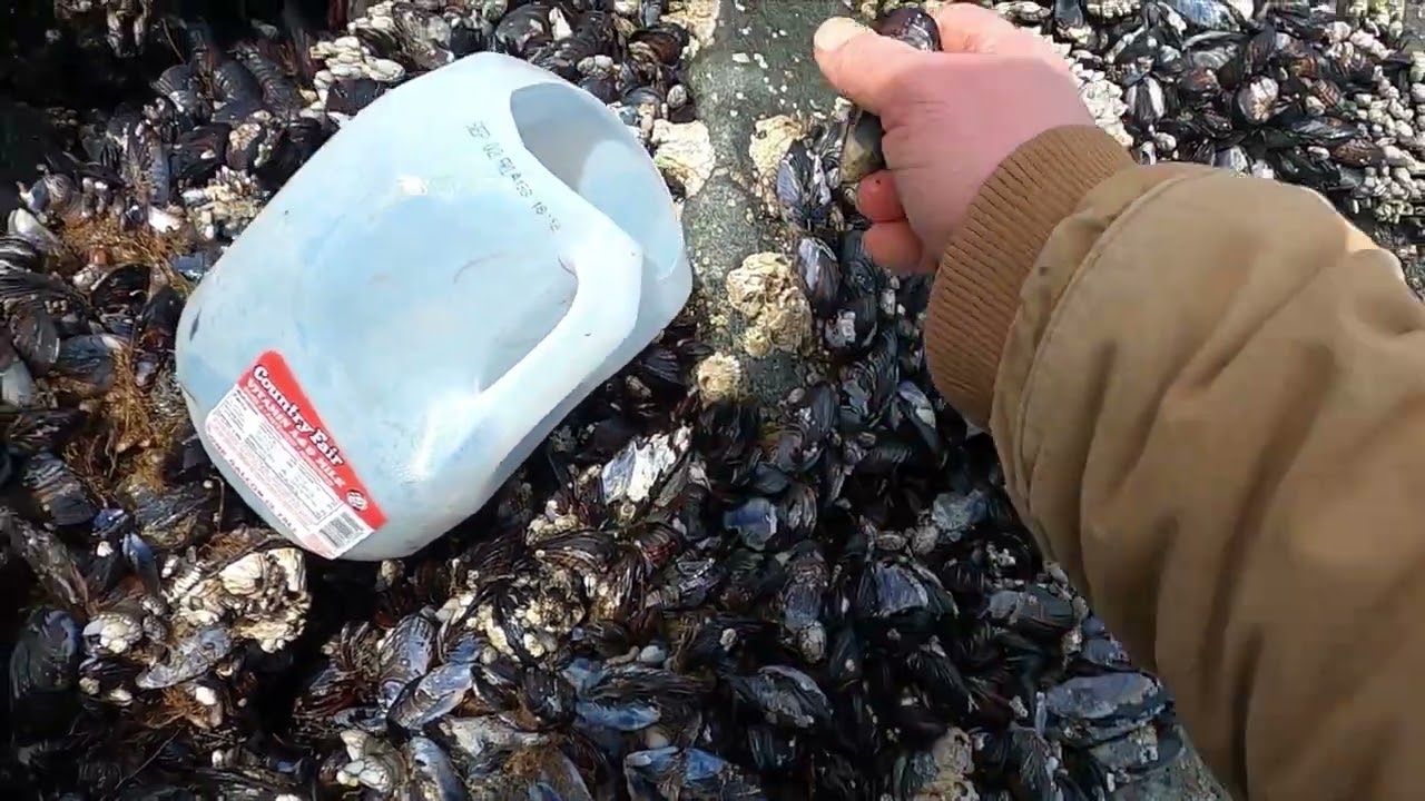 Harvesting Mussels