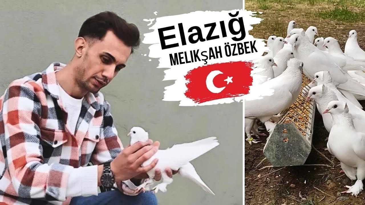 Турецкая Такла ⭐️ Takla pigeons | Melikşah Özbek. Elazığ city