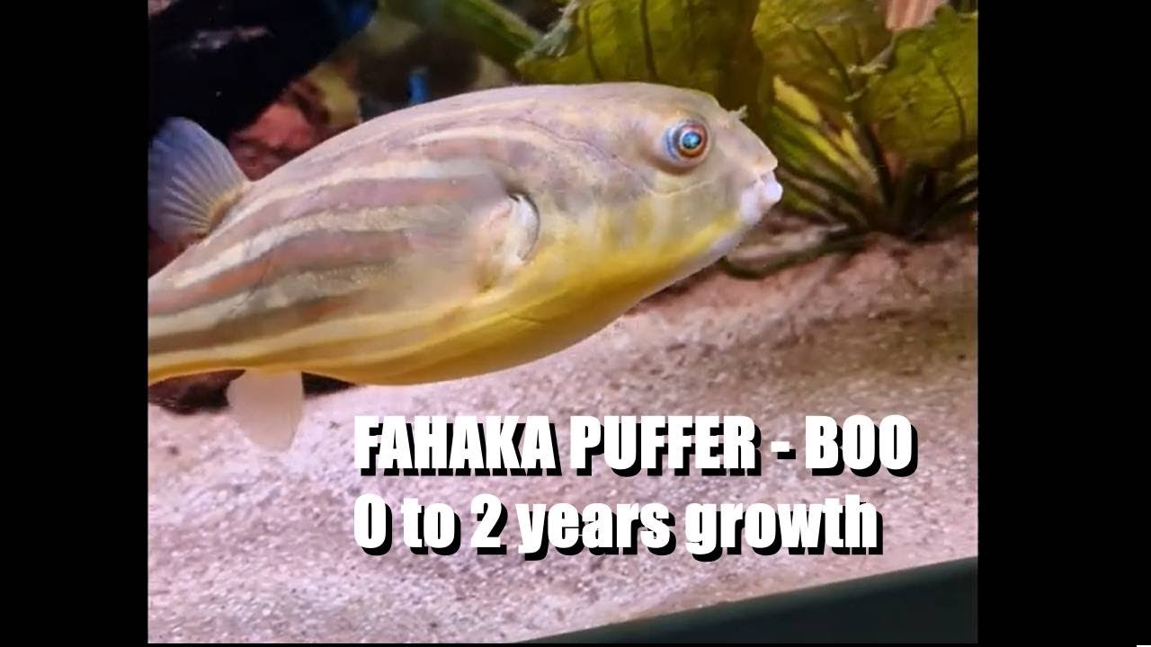 🐟 Fahaka puffer fish, care guide and 2 year changes 🐟