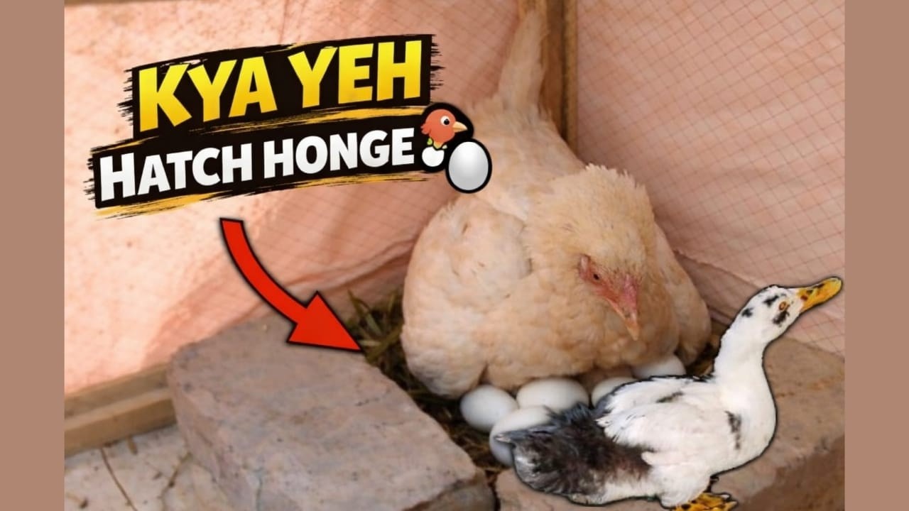 Murgi Ke Niche Batakh Ke Ande Rakh Diye 🐔🥚🦆 | Amazing Experiment | Garage Zoo
