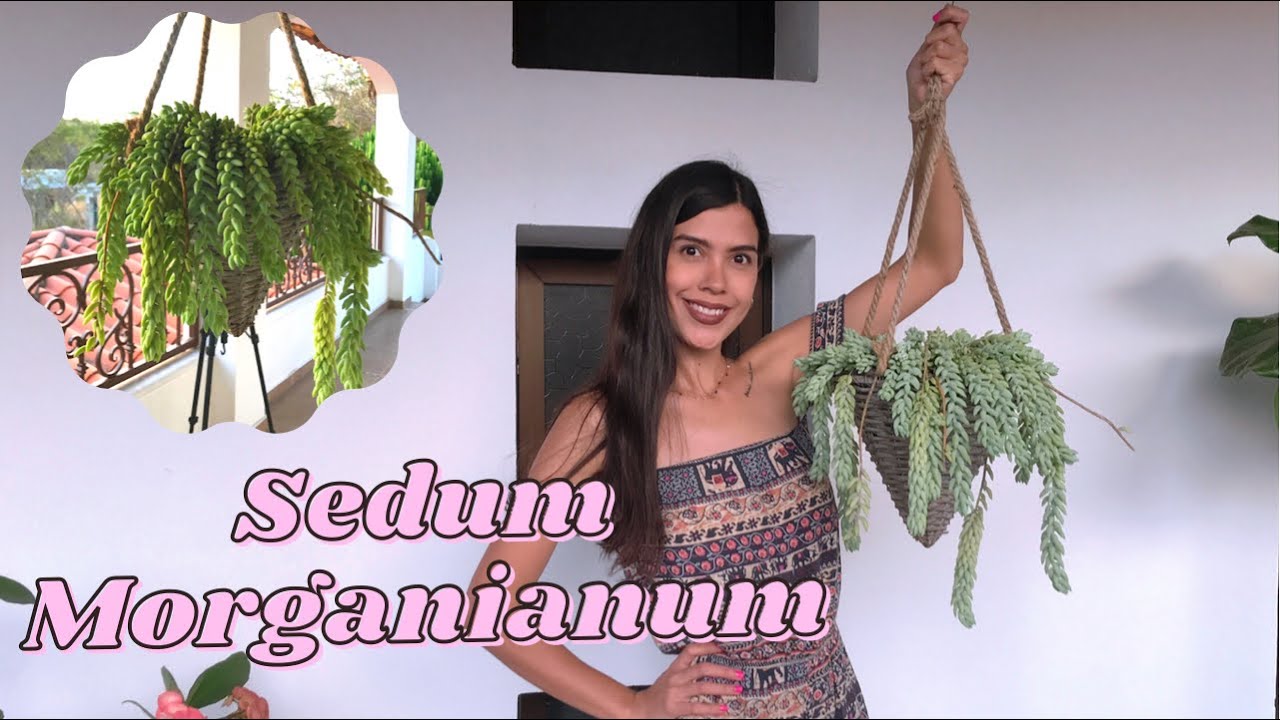 Sedum morganianum: Trasplante