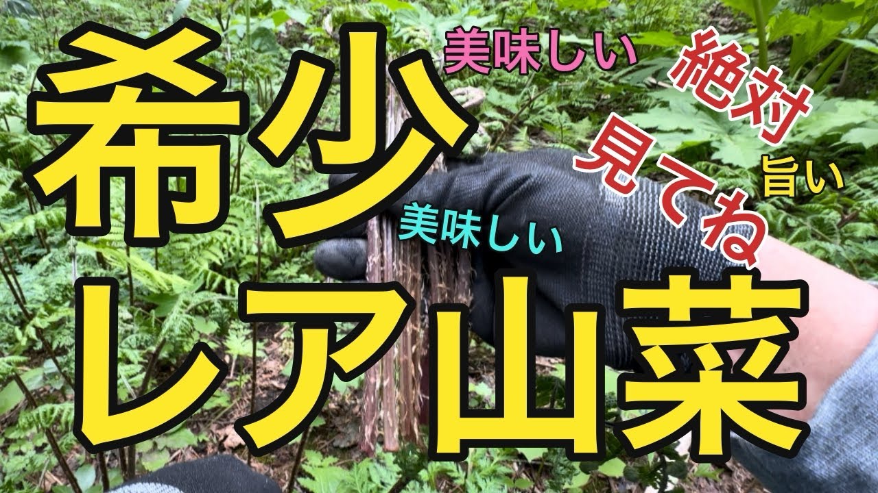 2024年5月5日【希少激レア】GW札幌近郊山遊び！【高級山菜】