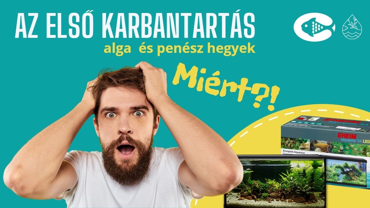 Az első karbantartás - Megépítettük az akváriumot, de most életben is kell tartani!