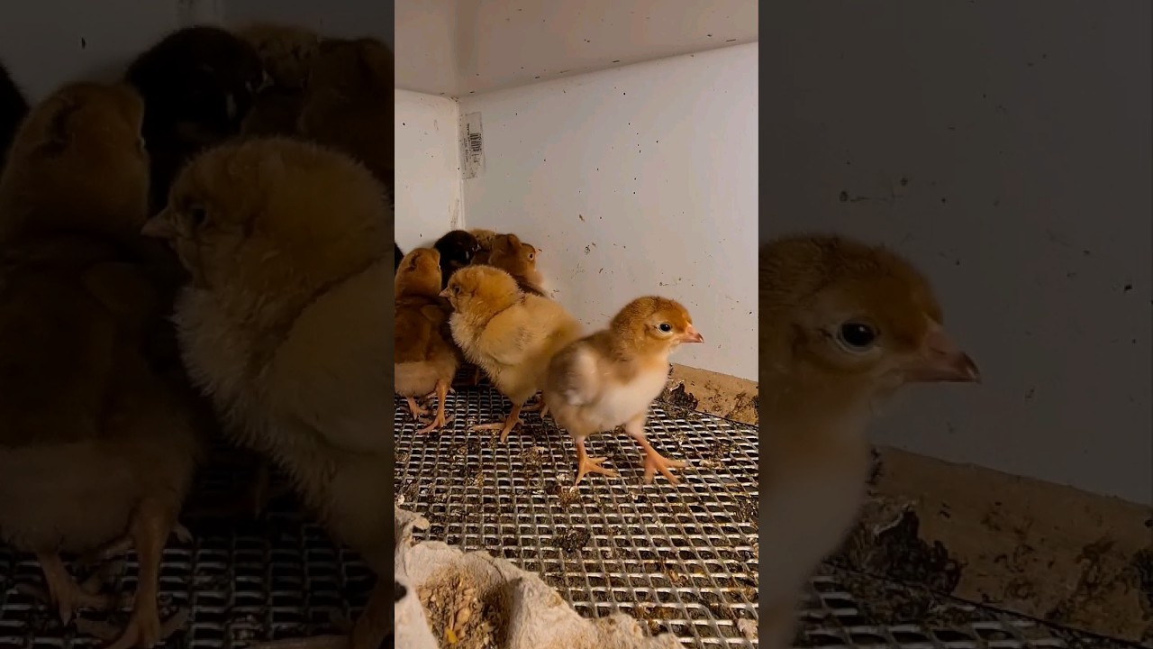 Fluffy Little Chicks 