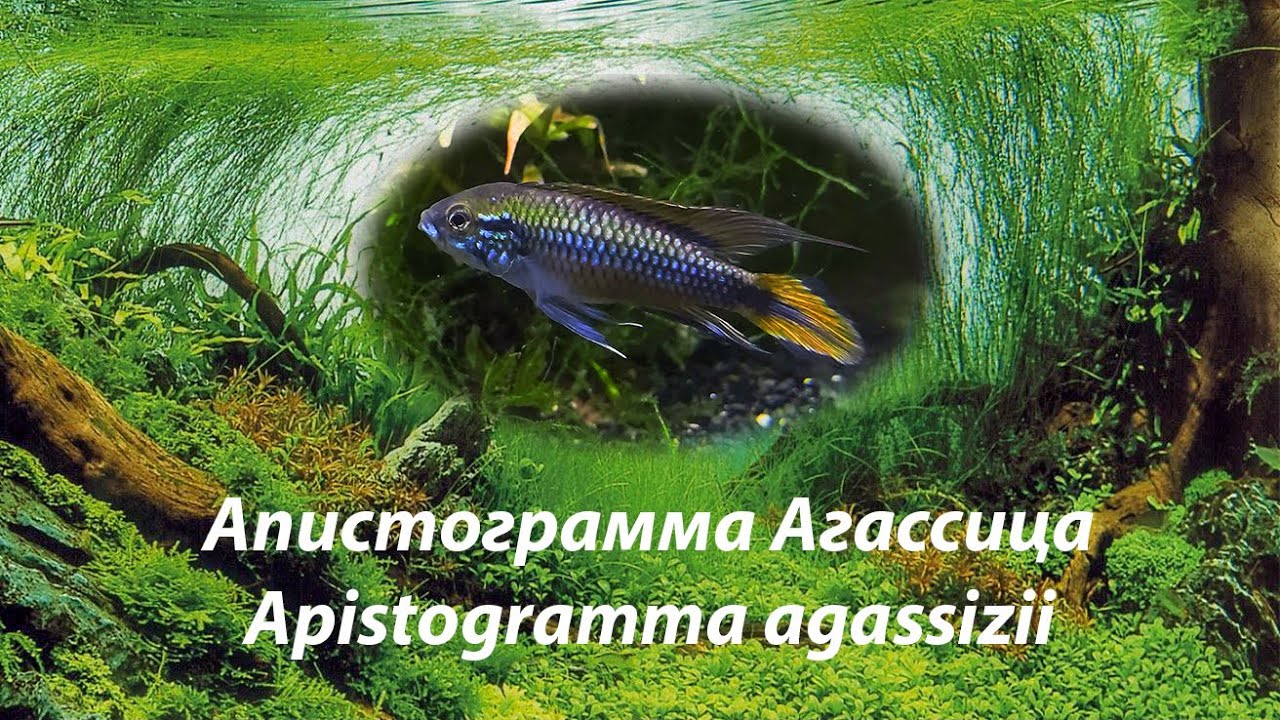 Апистограмма Агассица / Apistogramma agassizii #карликовыецихлиды #Apistogrammaagassizii #Агассица