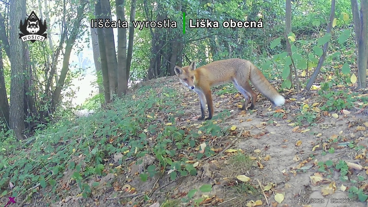 Léto 2025 na mých fotopastech (3/3)