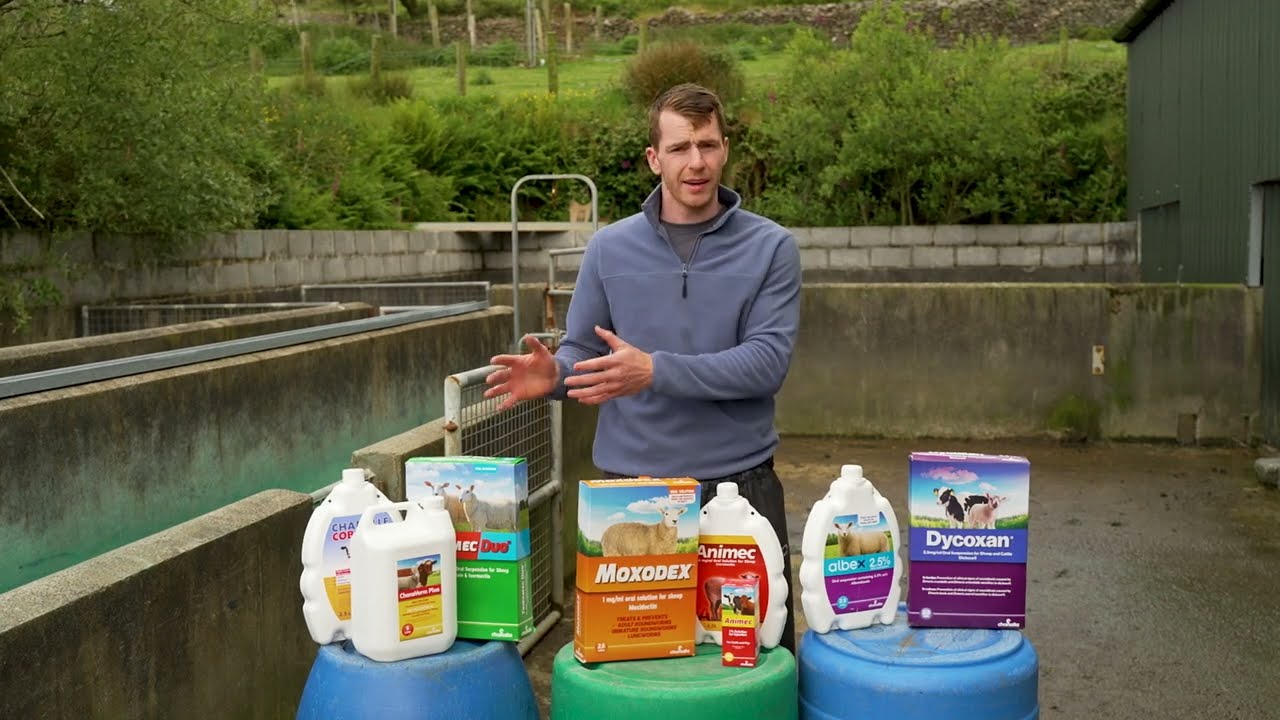 Our range of sheep products by Chanelle Pharma