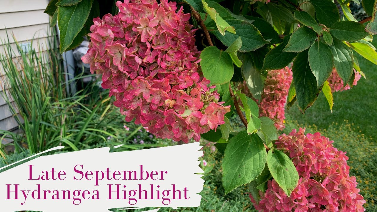 End of September Hydrangea Highlight