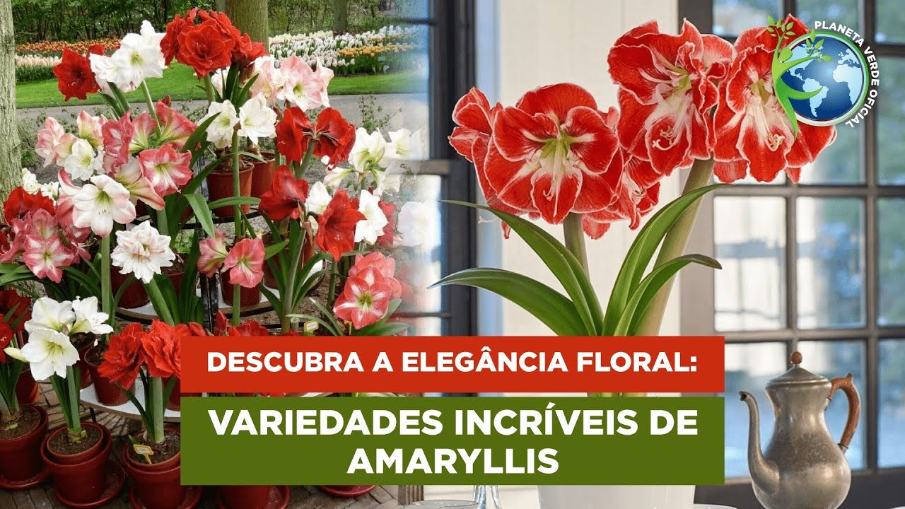 Descubra a Elegância Floral: Variedades Incríveis de Amarílis
