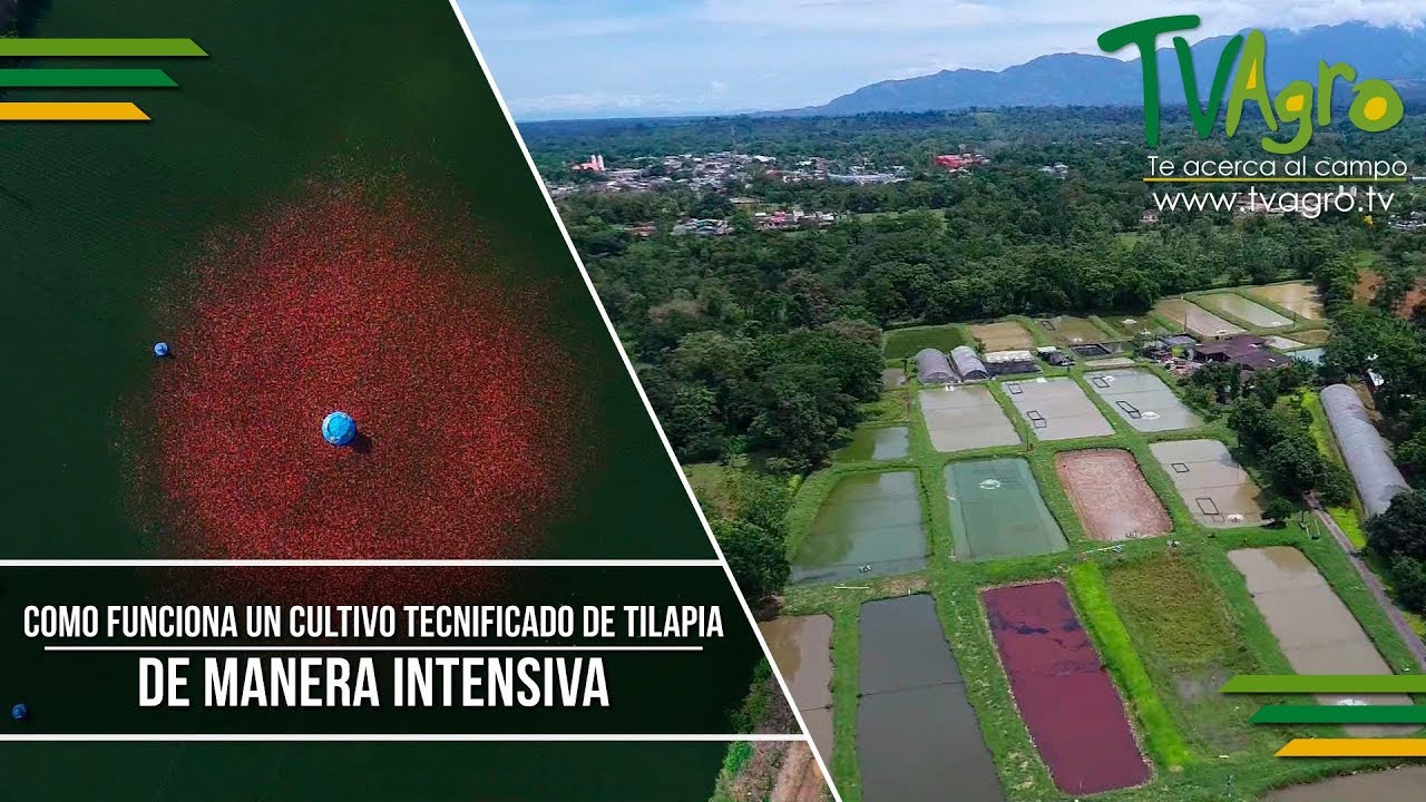 Como Funciona un Cultivo Tecnificado de Tilapia de Manera Intensiva - TvAgro por Juan Gonzalo Angel
