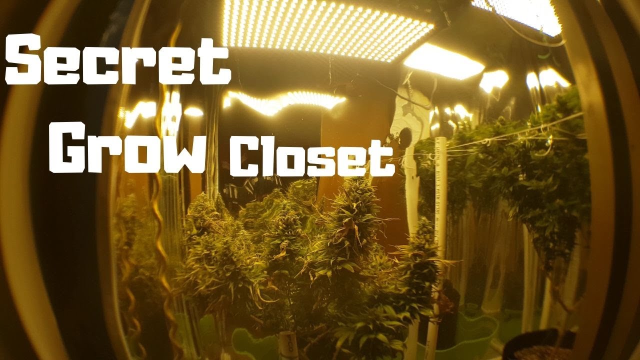 Stealth grow closet  Harvest Day the end results Equipment in Description