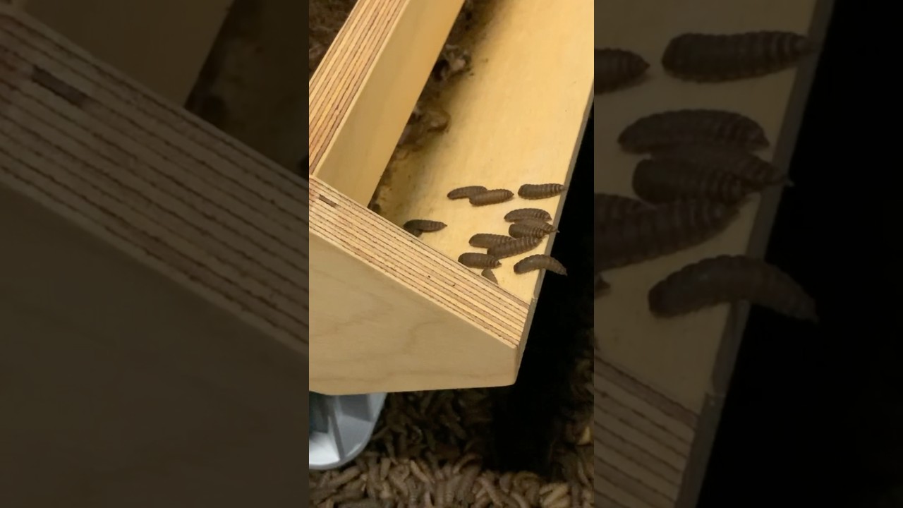Want Faster Black Soldier Fly Larvae Growth? Here's the Secret!
