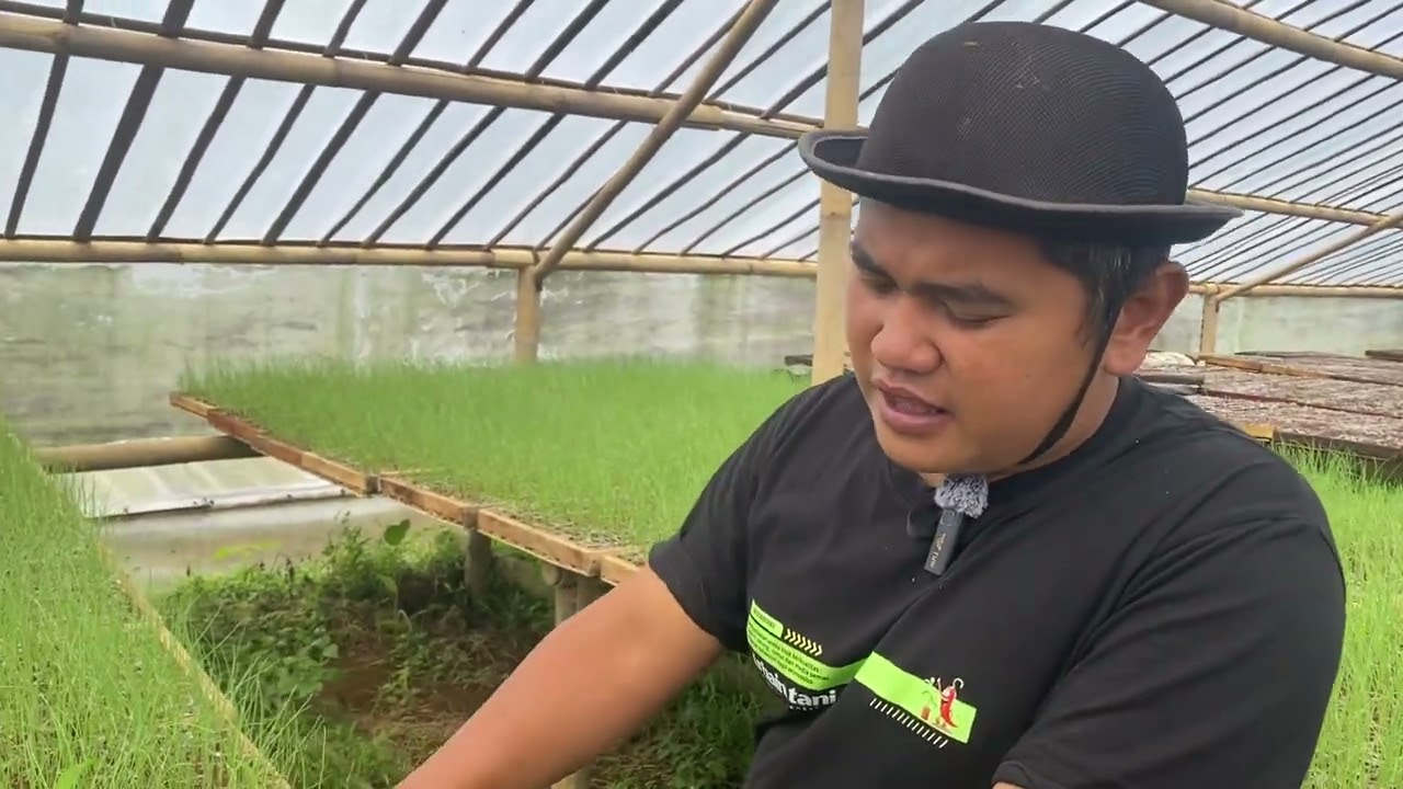 Bawang merah merdeka f1 #cabaihijau #pertanian #petani #kaos #ikspi #panahmerah #bawangmerah 
