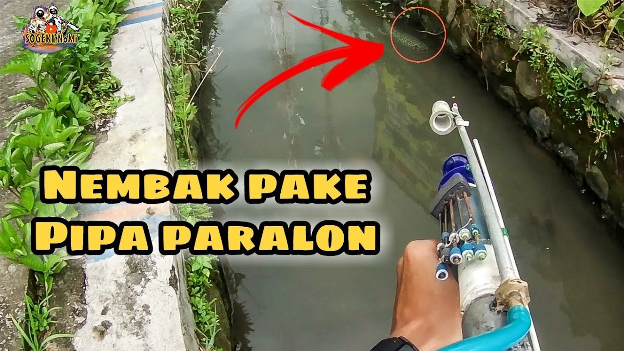 Nembak Ikan Pakai Pipa Paralon Saja Dapat Banyak Ikan Gabus