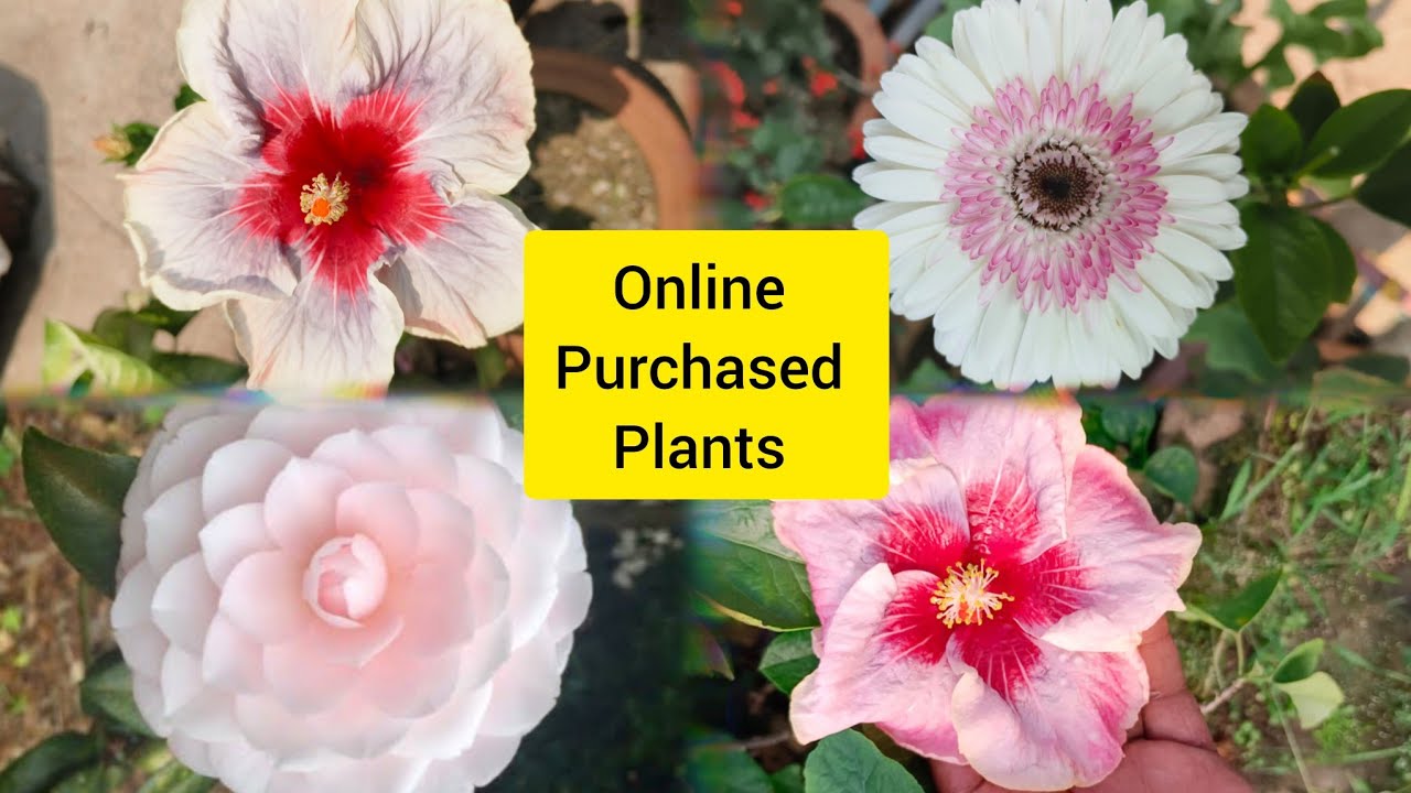 🔴 Unboxing Online purchased Australian Hibiscus & many More from West Bengal with Tips & Tricks