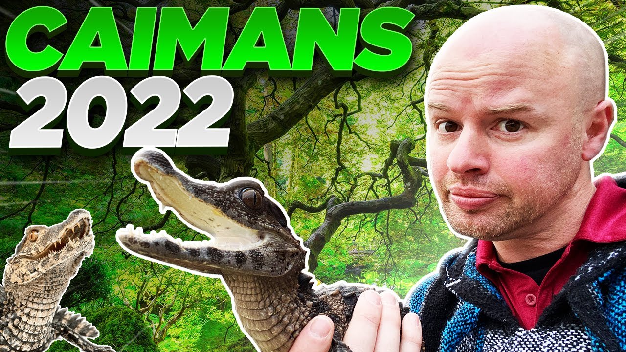 Grumpy Dwarf Caiman Enclosure - water change day