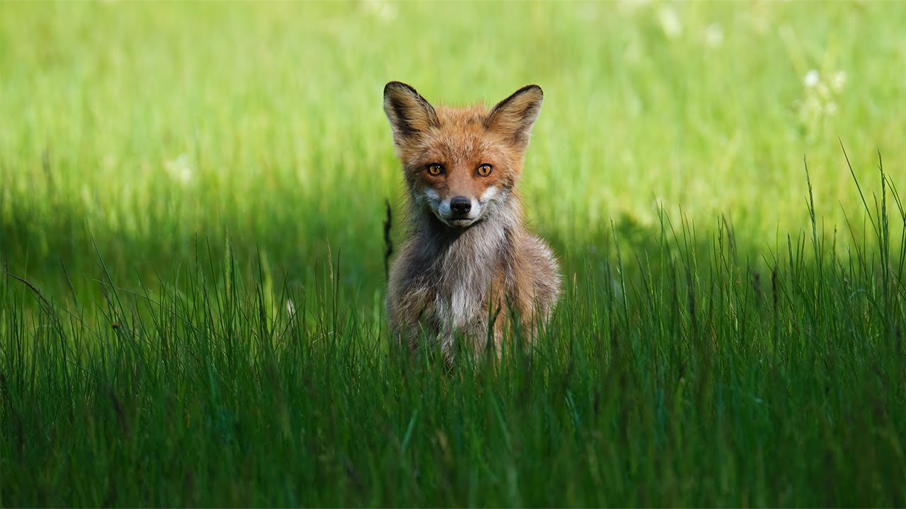 A Curious Fox Investigate Me | 4K