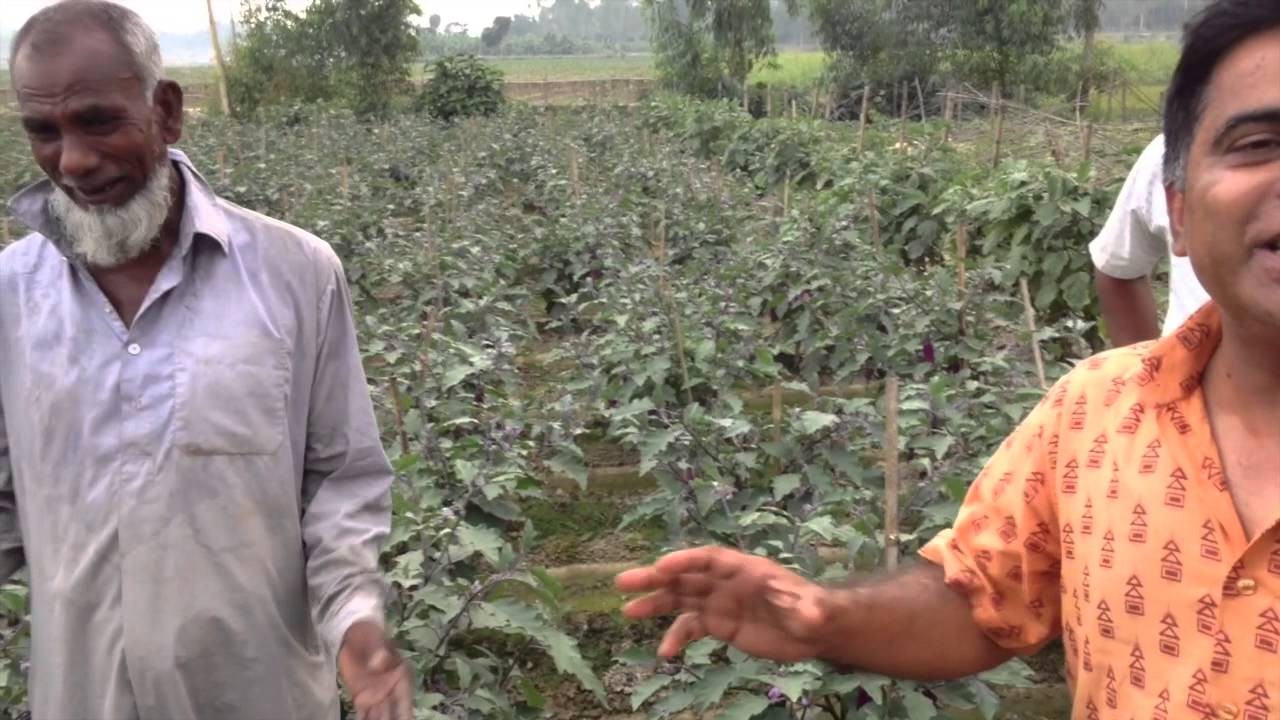 Afzal Hossain - Rangpur farmer