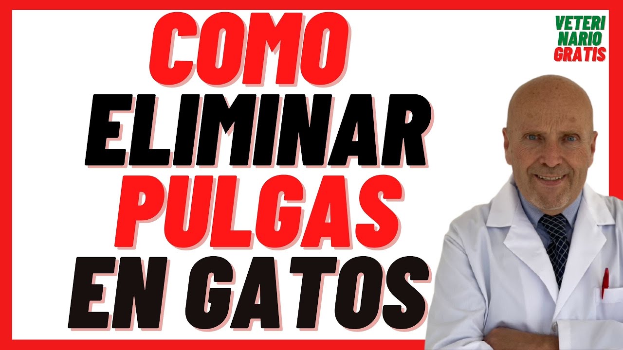 🟢 Cómo Acabar con las PULGAS de mi Gato 🟢 5 Remedios Caseros Contra las Pulgas en gatos Bebés
