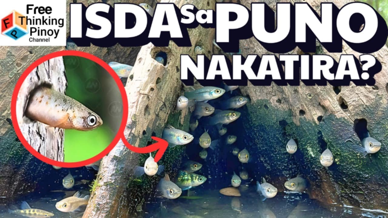 BAKIT nasa loob ng KAHOY yung isda? | Weird Animal Facts