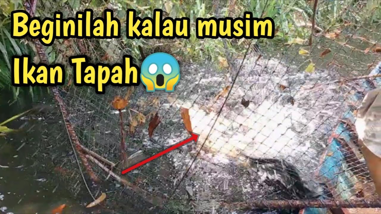 Melihat Pengilar ikan tapah       rasa tidak mau pulang😱 part3