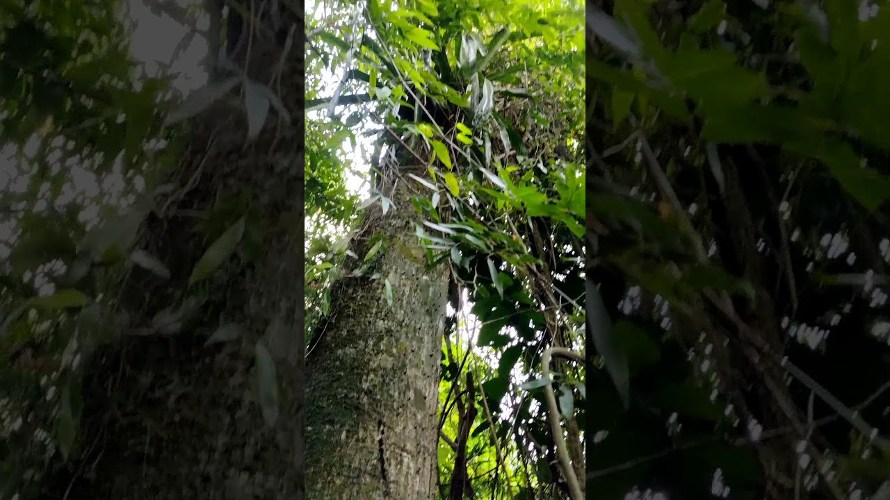 Mata atl&acirc;ntica preservada em Ilhabela