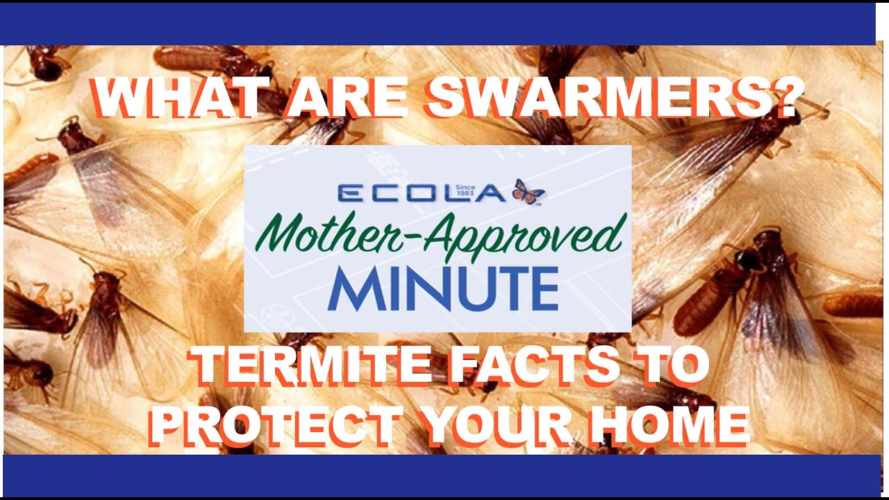 What are Swarmers?  Termite Facts to Protect Your Home on this Mother Approved Minute with Sue Fries