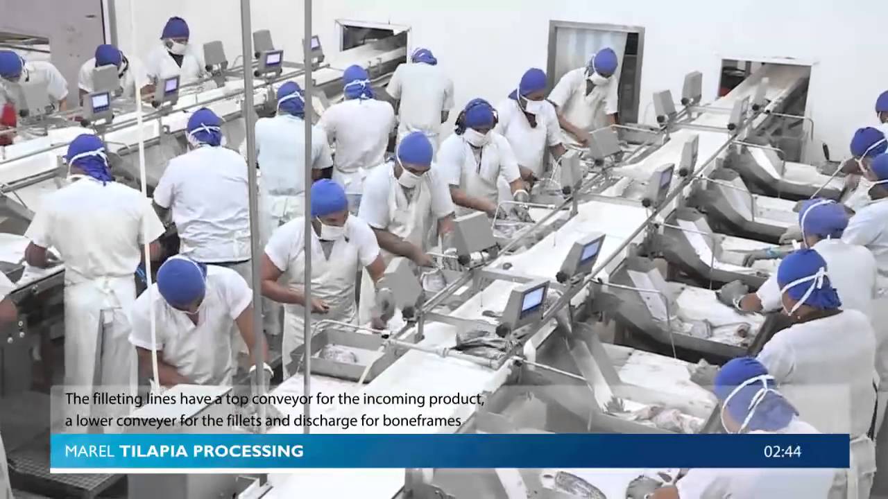 Marel Tilapia processing   Standard Flowline   YouTube