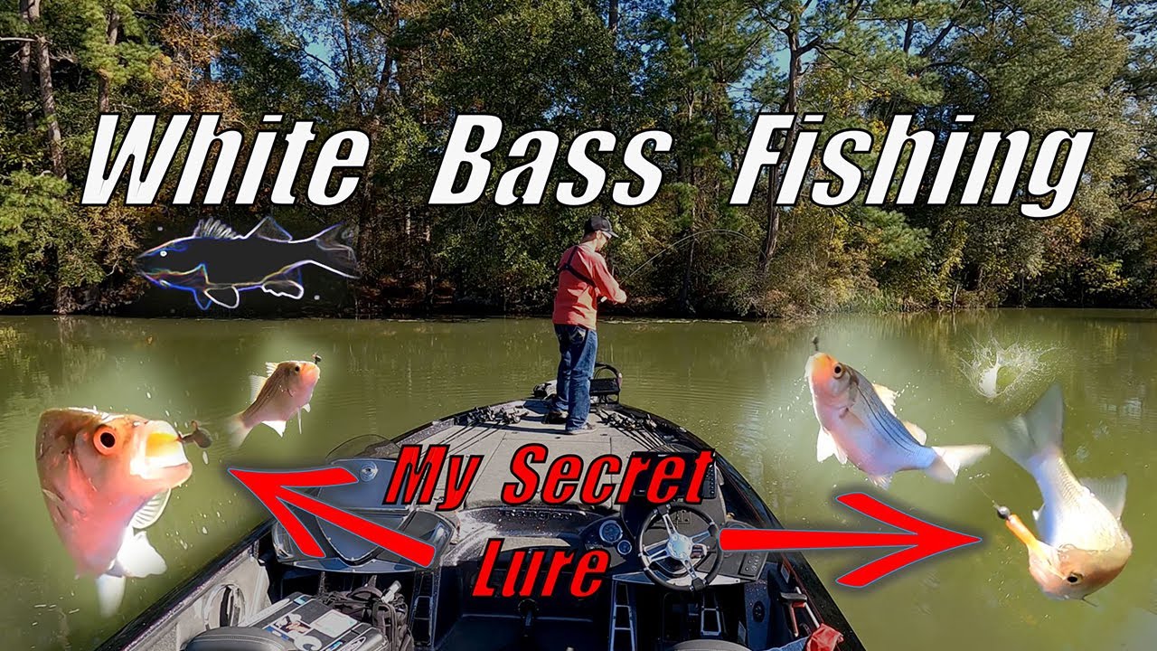 White Bass Fishing On Lake Houston