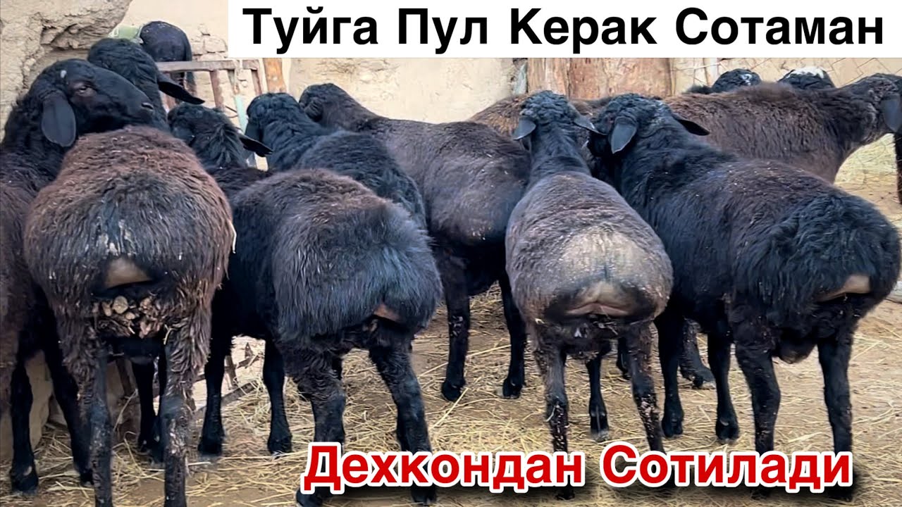 Туй Киламан! ☎️+998 97 3833573