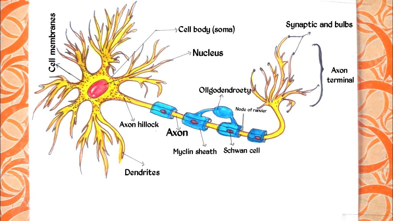 Neuron diagram/ science diagram and project/ neuron structure and project