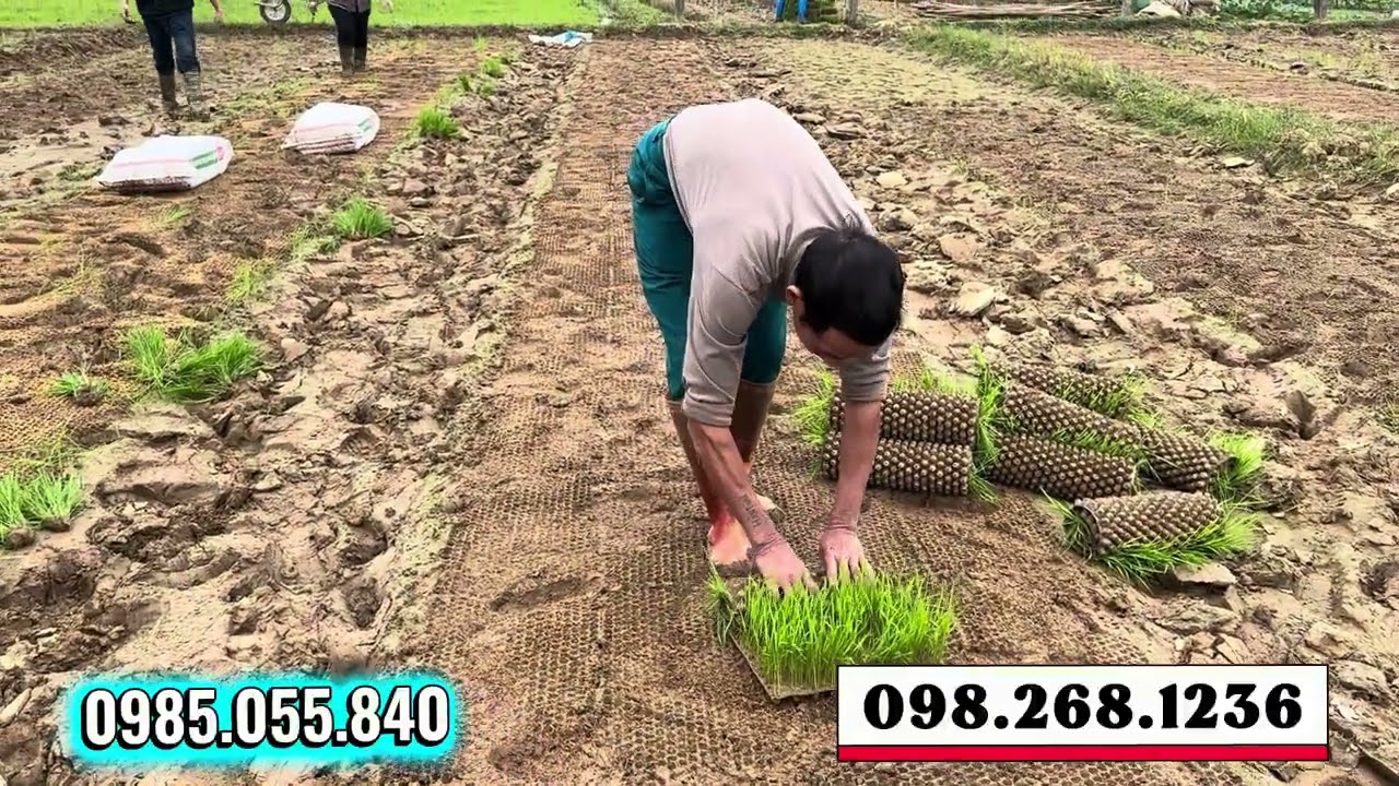 Lột Khay Dễ Dàng- Cuộn Tròn - Đi Cấy Không Đau Lưng 