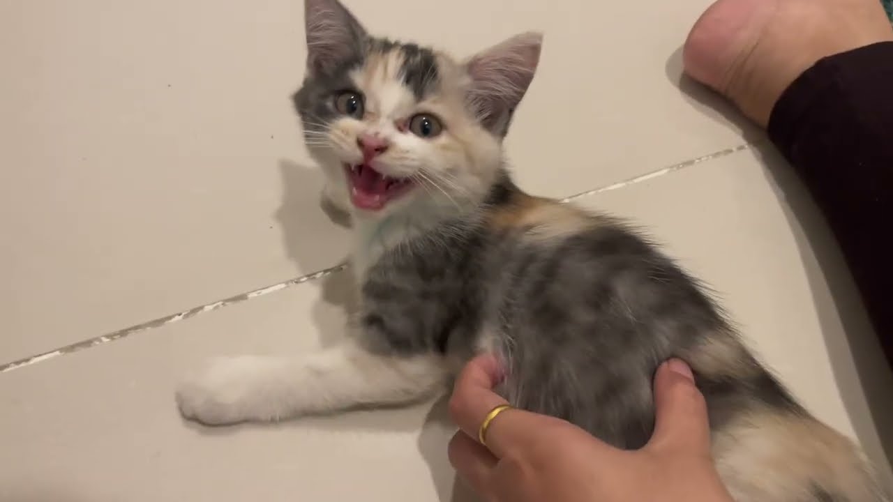 Cat cat is angry.