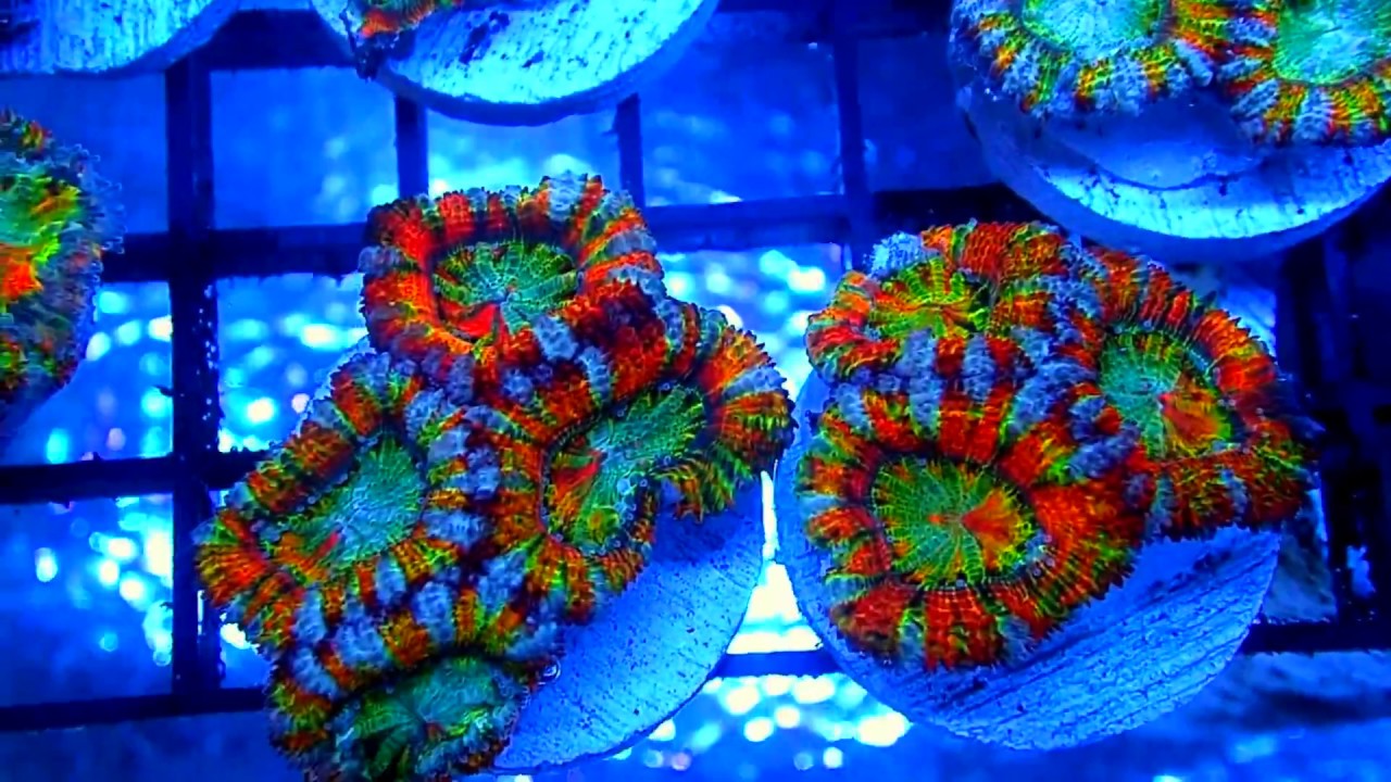 Rainbow acan frags