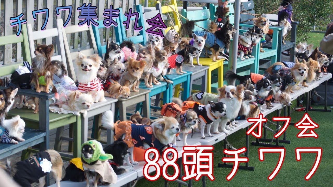 88頭のチワワオフ会！『前編』秋のチワワ集まれ会に参加したよ！可愛いすぎるチワワ達