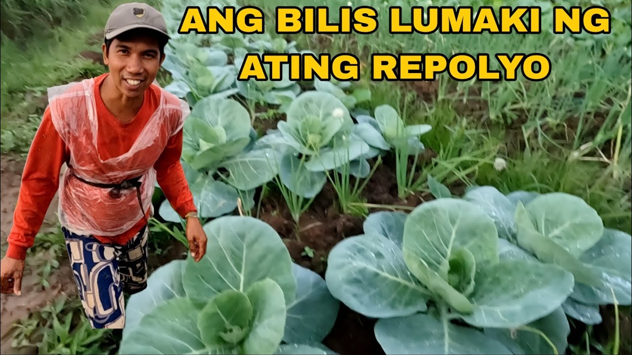Update sa repolyo